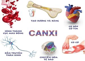 4 chức năng chính của canxi trong cơ thể