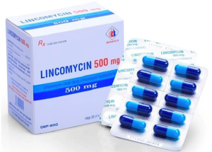Lincomycin thuốc điều trị nhiễm khuẩn và những lưu ý khi sử dụng