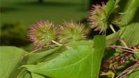 Một số bài thuốc đông y trị bệnh từ bạch giao hương
