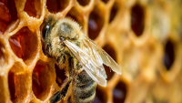 Keo ong tác dụng tuyệt vời cho sức khỏe