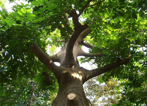 Cây sui loài cây chứa độc tố công dụng và cách sử dụng