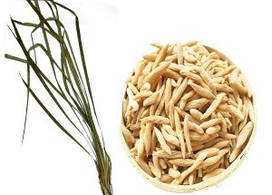 Một số bài thuốc đông y điều trị bệnh sử dụng dược liệu Mạch môn