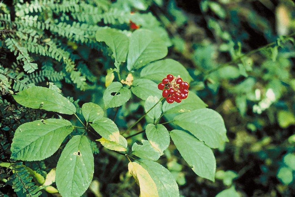 Những cây thuốc quý trong rừng Việt Nam đang được bảo tồn
