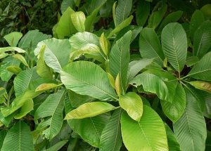 Sổ bà: vị thuốc có tác dụng thanh nhiệt, lợi tiểu