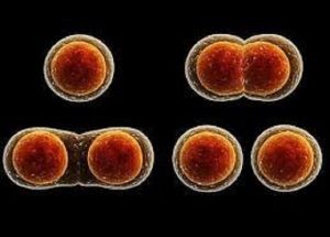 VITAMIN B9 (AXIT FOLIC/FOLATE) – VAI TRÒ, TÁC DỤNG VÀ NHỮNG ĐIỀU CẦN BIẾT