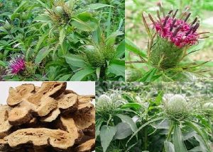 Bài thuốc giúp an thai, dưỡng huyết cho bà bầu từ vị thuốc đông y Bạch truật