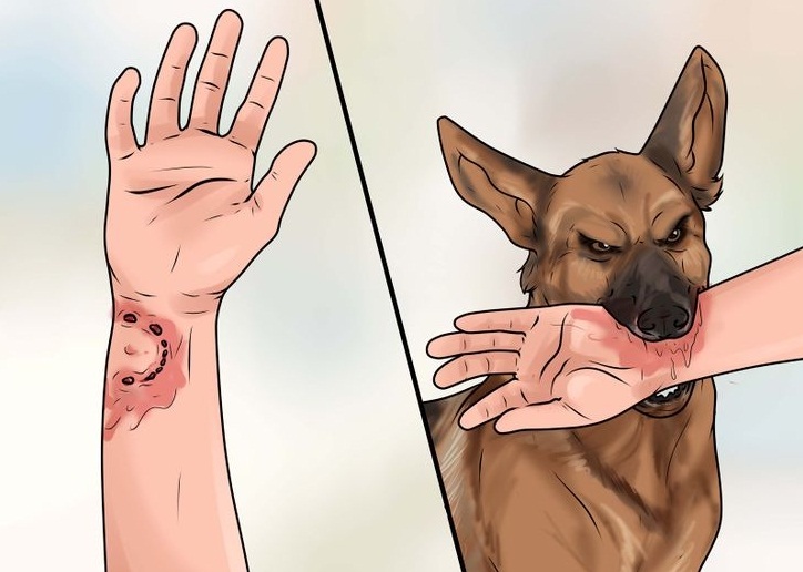 Cần tiêm vắc xin phòng dại nếu chó có biểu hiện bất thường