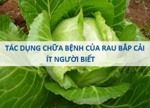 Bất ngờ với tác dụng chữa bệnh của rau bắp cải mà ít người biết