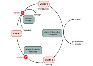 Vai trò quan trọng của Vitamin K trong các phản ứng sinh hoá tế bào