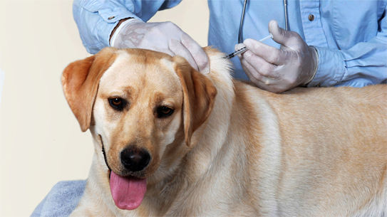 Xử trí điều trị dự phòng bệnh dại ở người do chó dại cắn phải bảo đảm nguyên tắc