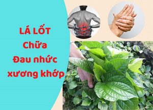 Điều trị đau lưng hiệu quả bằng các bài thuốc Đông y từ lá lốt