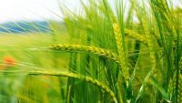 Lúa mạch và tác dụng kỳ diệu của lúa mạch đối với sức khỏe