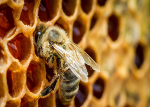 Keo ong tác dụng tuyệt vời cho sức khỏe