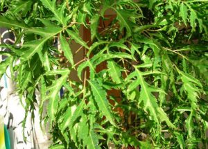 Lá đinh lăng – cây thuốc quý chống bệnh co giật ở trẻ