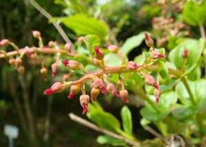 Tang ký sinh: Vị thuốc quý chữa tê nhức