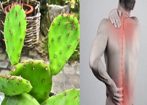 Bài thuốc Đông y hỗ trợ điều trị bệnh gai cột sống từ xương rồng